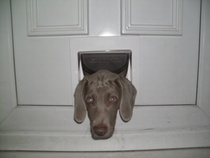 Share your dog's CV - chance to win £300! NOW CLOSED