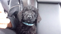 Anyone fancy a new puppy-support thread?