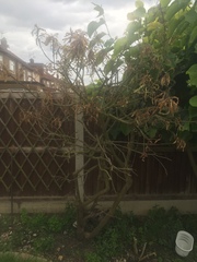 Please help me revive this tree/bush!