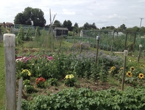 Allotment/Veg Patch Thread 6 -  Weed 'em and Reap!