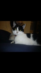 Hypoallergenic cat?