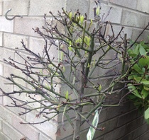 "in the midst of winter, I found there was within me, an invincible summer" Potting shed chat continues here