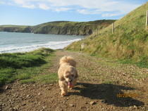 Share your dog's CV - chance to win £300! NOW CLOSED