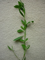 more plants to ID