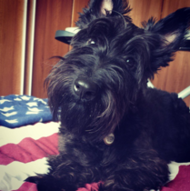 Share your dog's CV - chance to win £300! NOW CLOSED