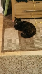 Is it true tortoiseshell cats can be mean