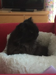 Cat bed: how do I get her to use it?