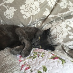 My foster cat is having kitties!