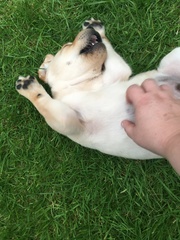 New lab puppy not eating or toileting as much as I though he would