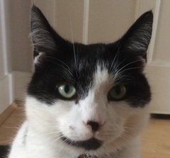What has BiteyCat done to his face?