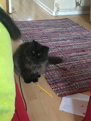 persian rescue centre