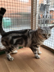 Best cat carrier recommendations please