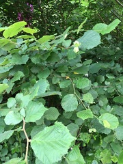 what is this tree?