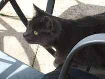 Help please poorly kitten