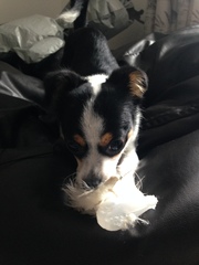 Share your dog's CV - chance to win £300! NOW CLOSED