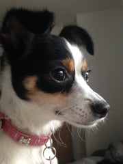 Share your dog's CV - chance to win £300! NOW CLOSED