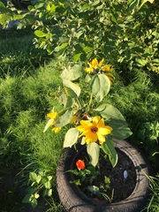 Allotment/Veg Patch Thread 6 -  Weed 'em and Reap!