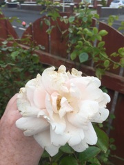 Help with these roses?