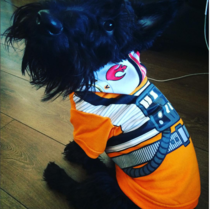 Share your dog's CV - chance to win £300! NOW CLOSED