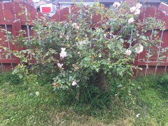 Help with these roses?