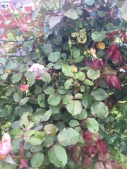 Help with these roses?