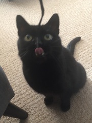 Cat's favourite thing