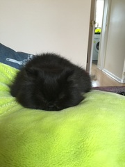 Cat bed: how do I get her to use it?