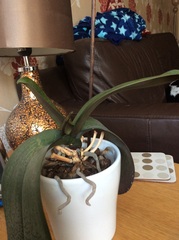 Anyone know anything about orchids?