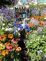 Our Girl and Captain James Addicts XXXVI