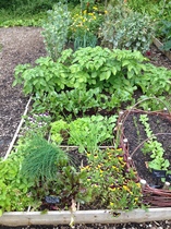 Allotment/Veg Patch Thread 6 -  Weed 'em and Reap!