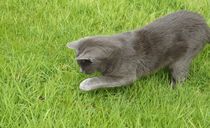 Help please poorly kitten