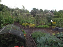 Allotment/Veg Patch Thread 6 -  Weed 'em and Reap!