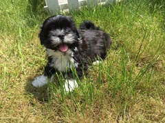 Anyone fancy a new puppy-support thread?