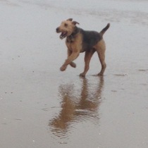 Share your dog's CV - chance to win £300! NOW CLOSED