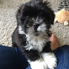 Anyone fancy a new puppy-support thread?
