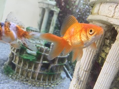 Fin rot or torn tail