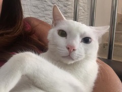 Has anyone ever collected a cat from Manchester airport?