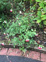 What's this plant?