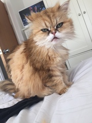 persian rescue centre