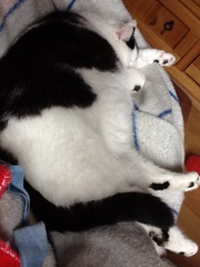 Too many pets?