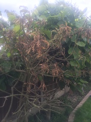 Please help me revive this tree/bush!