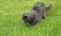 Help please poorly kitten