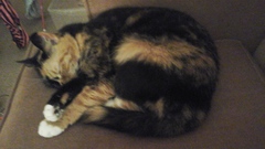 Is it true tortoiseshell cats can be mean