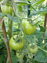 Our Girl and Captain James Addicts XXXVI