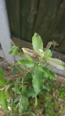 Help me identity this shrub/tree