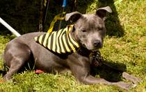 Do you need to be breed experienced to have a staffy ?