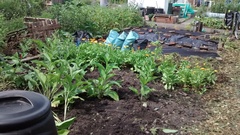Allotment/Veg Patch Thread 6 -  Weed 'em and Reap!