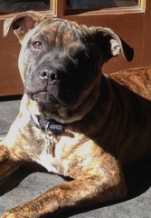 Share your dog's CV - chance to win £300! NOW CLOSED