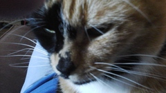 Is it true tortoiseshell cats can be mean