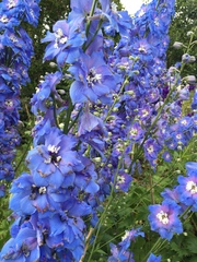 "in the midst of winter, I found there was within me, an invincible summer" Potting shed chat continues here